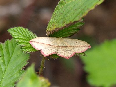 Lieveling, Timandra comae.JPG